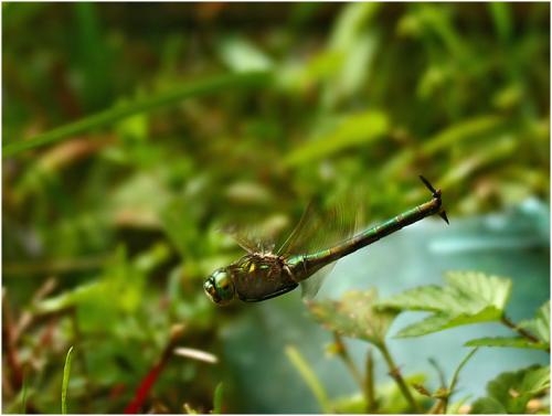 Somatochlora metallica