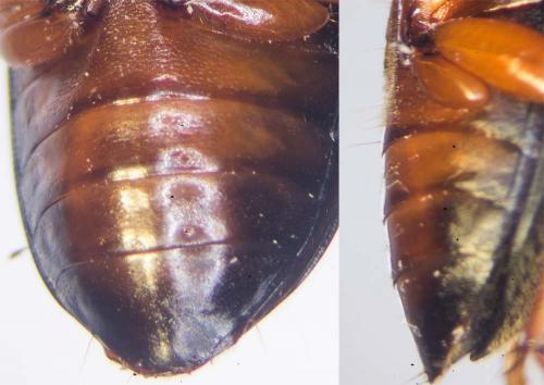 Pseudoophonus rufipes