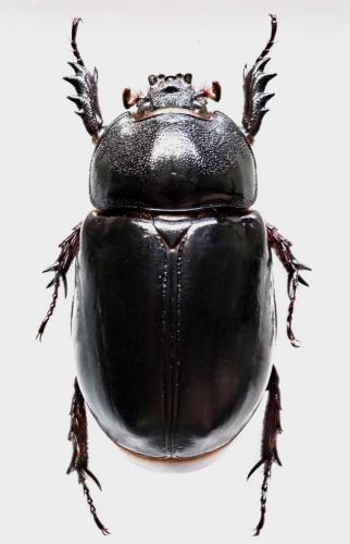 Heterogomphus telamon