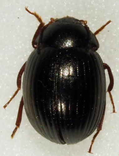 Paramarygmus sp.