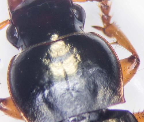 Pseudoophonus rufipes