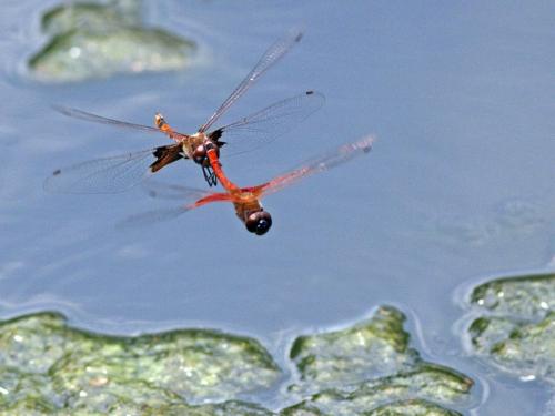 Tramea carolina