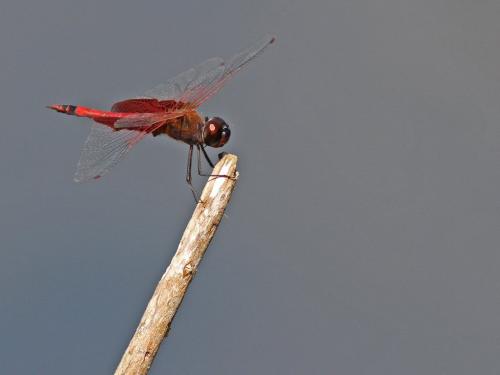 Tramea carolina