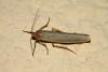 Eilema complana