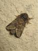 189489 – Photo : The Ghost Nightjar – France (56)