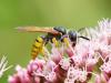 Philanthus triangulum