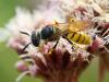 Philanthus triangulum