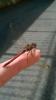 Sympetrum striolatum