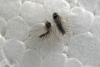 Lymantria dispar