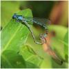 Argia elongata