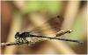 Argia elongata