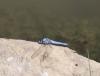 Orthetrum brunneum