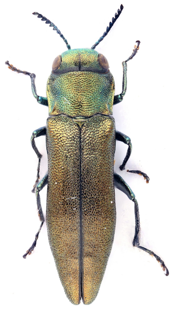 Verdugo - Agrilus (Rosagrilus) viridicaerulans rubi - réf. 189776 (547 x 1000 pixels, 193 ko)