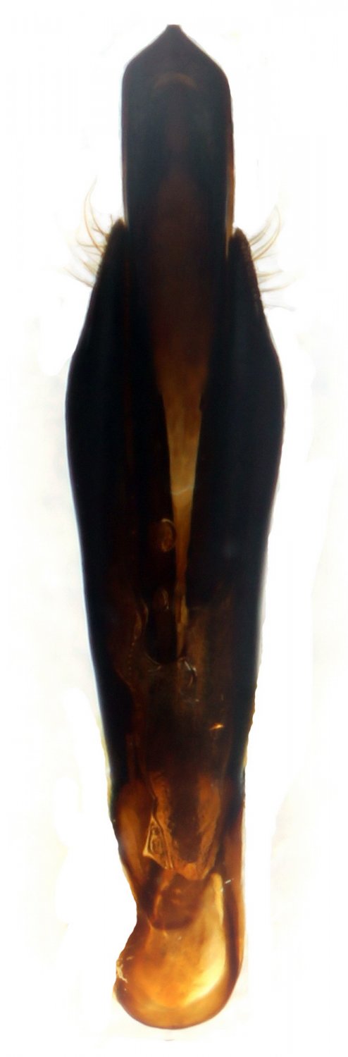 Verdugo - Agrilus (Rosagrilus) viridicaerulans rubi - réf. 189777 (494 x 1500 pixels, 48 ko)