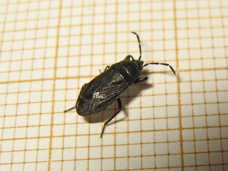 The Ghost Nightjar - Megalonotus dilatatus - réf. 189745 (757 x 568 pixels, 174 ko)