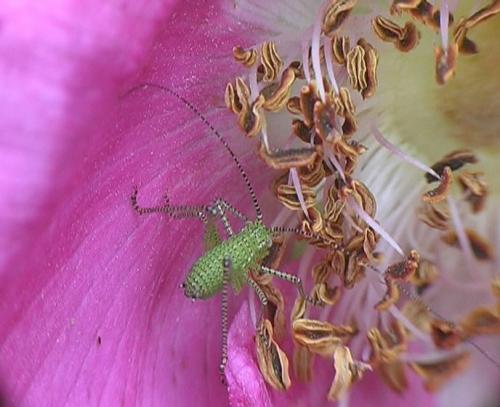Leptophyes punctatissima