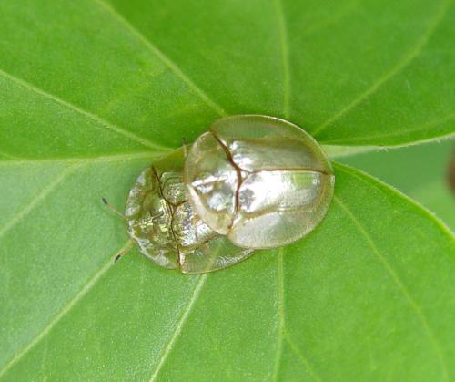 Cassidinae