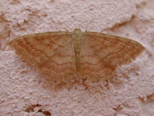 Réf. 19 156 : Idaea ochrata