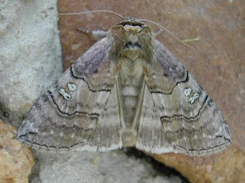 Tethea ocularis