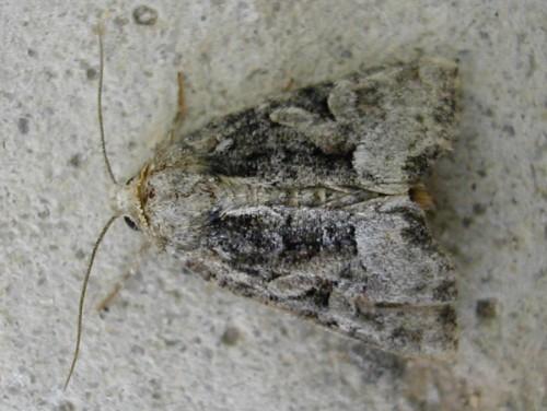 Oligia sp.