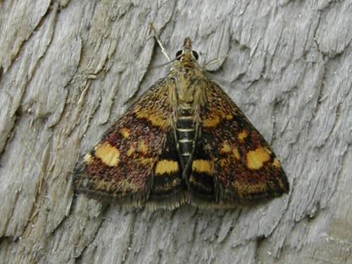 Réf. 19 683 : Pyrausta aurata