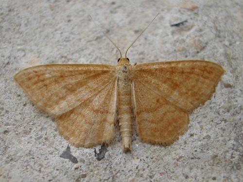 Réf. 19 858 : Idaea sp.