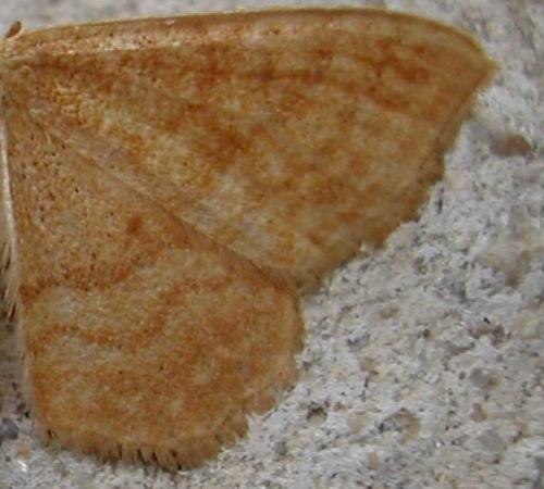 Réf. 19 902 : Idaea sp.