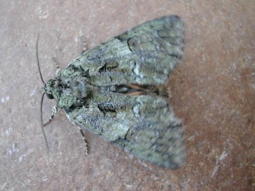 Réf. 19 729 : Polyphaenis sericata