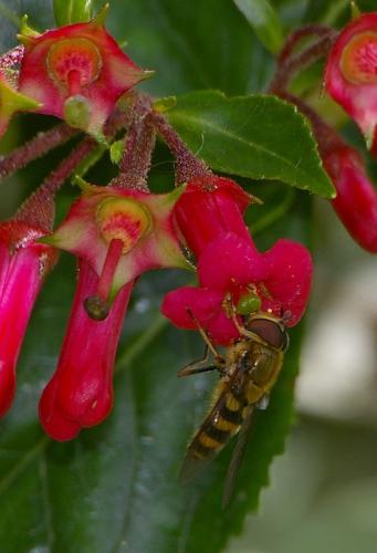 Syrphus torvus