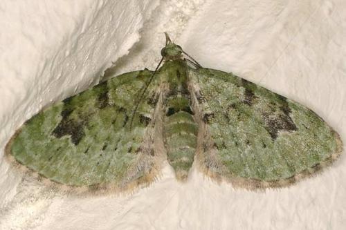 Réf. 19 968 : Chloroclystis v-ata