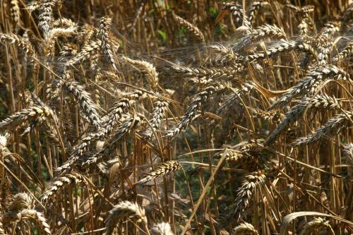 Agelena labyrinthica