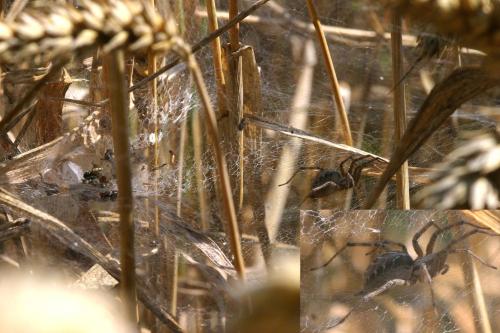 Agelena labyrinthica