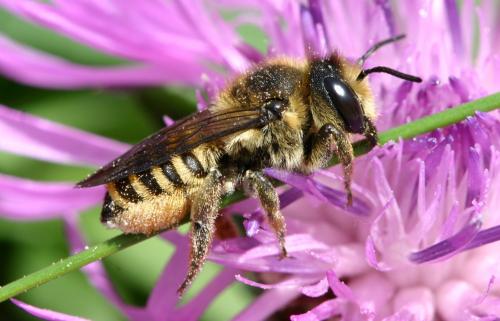 Réf. 19 430 : Megachile melanopyga