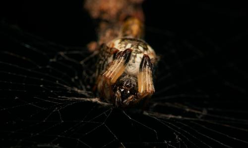 Cyclosa conica