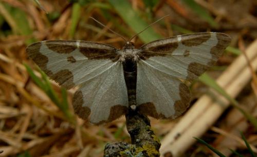 Réf. 19 007 : Lomaspilis marginata