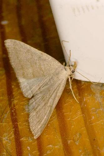 Pechipogo strigilata