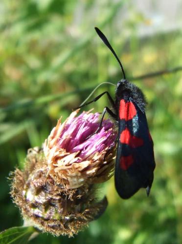Réf. 19 010 : Zygaena trifolii
