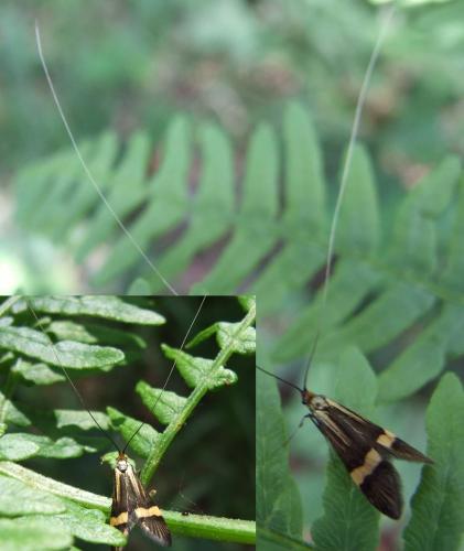 Nemophora degeerella