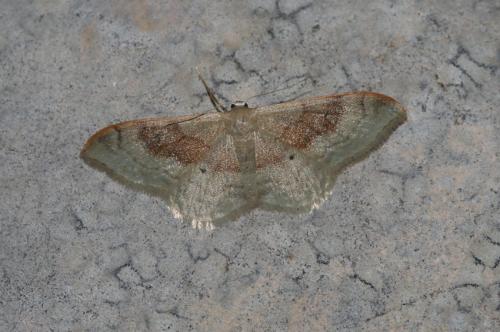 Réf. 19 125 : Idaea degeneraria