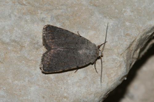 Caradrina sp.