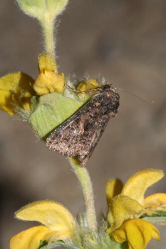 Aedia leucomelas