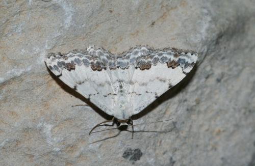 Réf. 19 128 : Scopula decorata