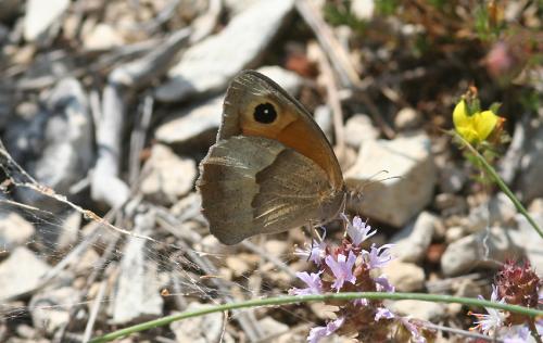 Maniola jurtina