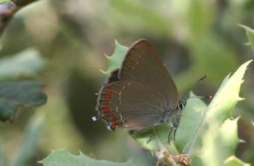 Satyrium esculi