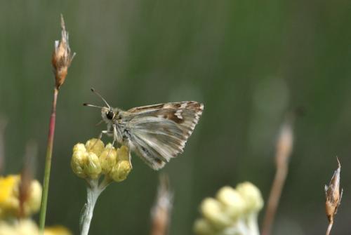 Réf. 19 639 : Carcharodus lavatherae