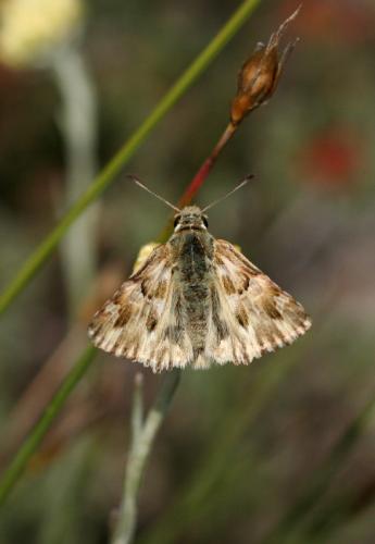 Réf. 19 640 : Carcharodus lavatherae