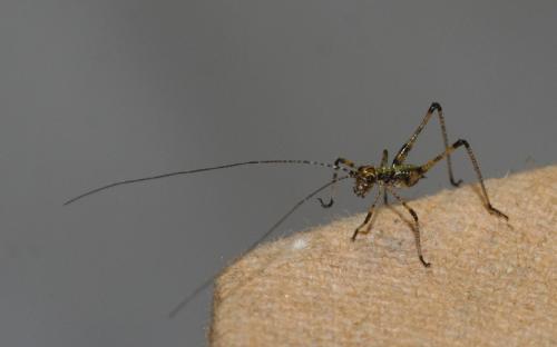 Phaneropterinae