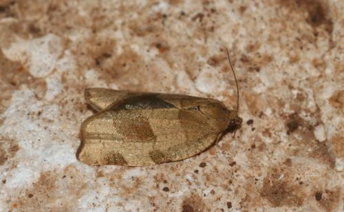 Choristoneura hebenstreitella