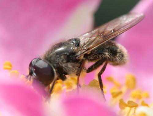 Cheilosia caerulescens