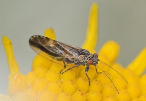 Arytaina genistae
